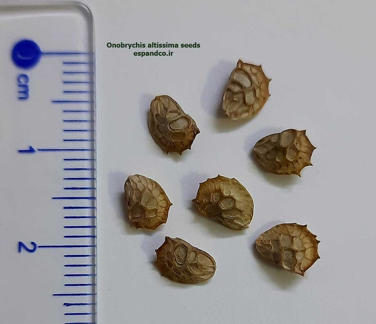 Onobrychis altissima seeds